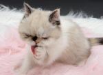 Exotic pointed shorthair female girl - Exotic Kitten For Sale - Palm Coast&comma; FL&comma; US
