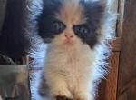 BANDET - Persian Kitten For Sale - Sumner&comma; WA&comma; US