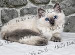 Traditional Blue Point Male Health Tested Parents - Ragdoll Kitten For Sale - Millersport&comma; OH&comma; US