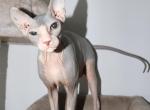 DONSKOY sphynx Aphrodite Girl - Sphynx Cat For Sale - Abington&comma; PA&comma; US