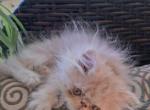 Bugzy - Persian Kitten For Sale - Sumner&comma; WA&comma; US