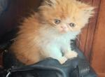 Zander - Persian Kitten For Sale - Sumner&comma; WA&comma; US