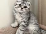 Arnie - Scottish Fold Kitten For Sale - Yardley&comma; PA&comma; US