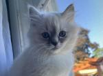 THOR ready now - Ragdoll Kitten For Sale - 