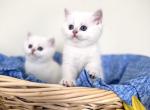 Arctic - British Shorthair Kitten For Sale - Phila&comma; PA&comma; US