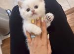 Arctic - British Shorthair Kitten For Sale - Phila&comma; PA&comma; US