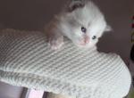 Purple Collar Male Blue Bicolor - Ragdoll Kitten For Sale - Las Vegas&comma; NV&comma; US