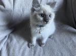Mister Dark Blue - Ragdoll Kitten For Sale - Etters&comma; PA&comma; US