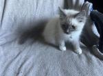 Mister White - Ragdoll Kitten For Sale - Etters&comma; PA&comma; US