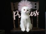 Bonnie - Scottish Fold Kitten For Sale - North Richland Hills&comma; TX&comma; US