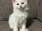 LightBlueFemale - Maine Coon Kitten For Sale - Montrose&comma; PA&comma; US