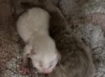 Kats Ravishing Ragdolls mink & traditional - Ragdoll Kitten For Sale - Lancaster&comma; PA&comma; US