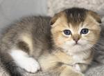 Lucky - Scottish Fold Kitten For Sale - Philadelphia&comma; PA&comma; US