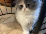 Female Persian calico - Persian Kitten For Sale - Las Vegas&comma; NV&comma; US