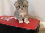 Beauty - Scottish Fold Kitten For Sale - 