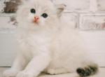 Sam - Ragdoll Kitten For Sale - Fort Worth&comma; TX&comma; US