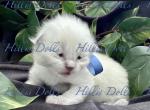 Health Tested x Passed - Ragdoll Kitten For Sale - Millersport&comma; OH&comma; US