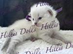 The Sea of Traditional BluePoints - Ragdoll Kitten For Sale - Millersport&comma; OH&comma; US