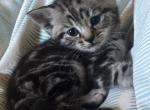 Elvis - British Shorthair Kitten For Sale - Cleveland&comma; TN&comma; US