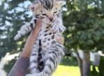 Bengal Marble kittens - Bengal Kitten For Sale - Holbrook&comma; NY&comma; US