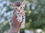 Missy Bengal kittens - Bengal Kitten For Sale - Holbrook&comma; NY&comma; US