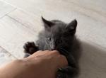 Thunder - Maine Coon Kitten For Sale - Mount Vernon&comma; NY&comma; US