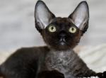 Xander - Devon Rex Kitten For Sale - Norwalk&comma; CT&comma; US