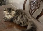Daisy - Persian Kitten For Sale - Charlotte&comma; NC&comma; US