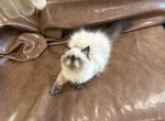 Rambo - Himalayan Kitten For Sale - Charlotte&comma; NC&comma; US