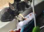 Richie and Nova - Domestic Kitten For Adoption - Jefferson City&comma; MO&comma; US