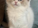 Seal mitted with a blaze - Ragdoll Kitten For Sale - Butler&comma; PA&comma; US