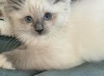 Blue mitted female - Ragdoll Kitten For Sale - Butler&comma; PA&comma; US
