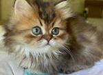 Ponochka - Minuet Kitten For Sale