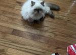 Chester chocolate point - Himalayan Kitten For Sale - Charlotte&comma; NC&comma; US