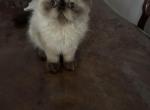 Morning glory seal point - Himalayan Kitten For Sale - Charlotte&comma; NC&comma; US