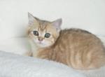 Brittesh male 2 - British Shorthair Kitten For Sale - Helotes&comma; TX&comma; US