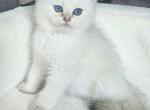 British white  male - British Shorthair Kitten For Sale - Helotes&comma; TX&comma; US