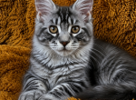Girl V40 - Maine Coon Kitten For Sale - Virginia Bch&comma; VA&comma; US