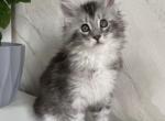 Boy V70 - Maine Coon Kitten For Sale - Virginia Bch&comma; VA&comma; US