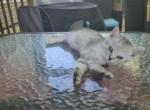 Silver Teddy Bear Scottish fold girl - Scottish Straight Kitten For Sale - Charlotte&comma; NC&comma; US