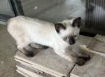 QUEENIE MANX - Manx Kitten For Sale - Bryan&comma; TX&comma; US