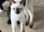 QUEENS SIAMESE - Siamese Kitten For Sale - Bryan&comma; TX&comma; US
