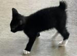MANX WHISKERS BOY - Manx Kitten For Sale - Bryan&comma; TX&comma; US