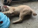 ORANGE MALE MANX - Manx Kitten For Sale - Bryan&comma; TX&comma; US