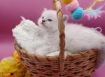 LuLu's girl blue lynx - Ragdoll Kitten For Sale - 