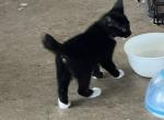 BLACK WHITE 2 - Manx Kitten For Sale - Bryan&comma; TX&comma; US