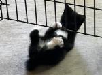 WHISKER GIRL - Manx Kitten For Sale - Bryan&comma; TX&comma; US