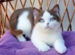 Steven - British Shorthair Kitten For Sale - Pembroke Pines&comma; FL&comma; US