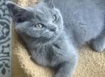 Ella - Scottish Straight Kitten For Adoption - Manhattan&comma; NY&comma; US