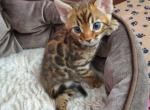 Abby - Bengal Kitten For Sale - Dockweiler&comma; CA&comma; US